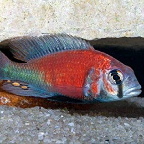 Ptyochromis Hippo Point 3-4 cm @